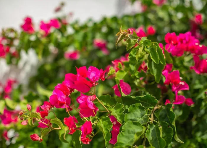 Delfines Biniforcat * Ciutadella (Menorca)