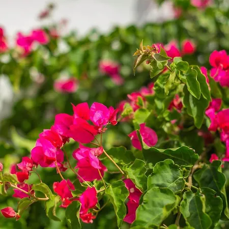 Delfines Biniforcat * Ciutadella (Menorca)
